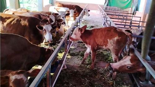 牛不啦二嫂最新爆料,揭秘娱乐圈惊人内幕 第3张 牛不啦二嫂最新爆料,揭秘娱乐圈惊人内幕 第3张